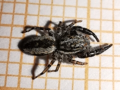 Pseudicius encarpatus