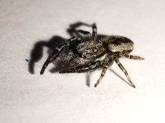 Pseudicius encarpatus