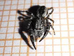 Pseudicius encarpatus