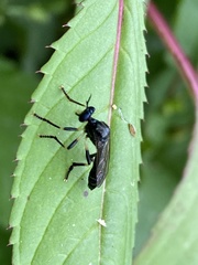 Dioctria cothurnata