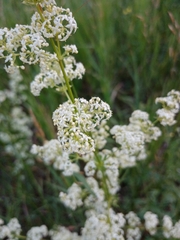 Galium mollugo