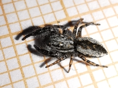 Pseudicius encarpatus