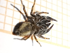 Pseudicius encarpatus