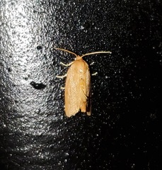 Clepsis clemensiana