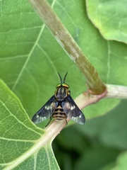 Chrysops relictus
