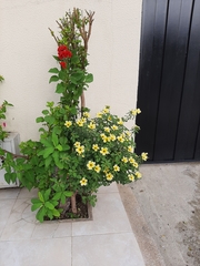 Turnera subulata