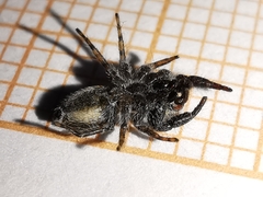 Pseudicius encarpatus