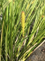Carex vesicaria