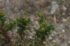 Matricaria discoidea