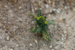 Matricaria discoidea