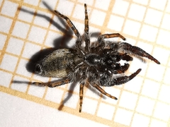 Pseudicius encarpatus