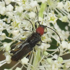 Callimoxys fuscipennis