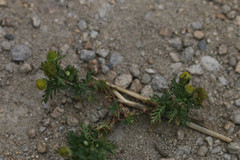 Matricaria discoidea