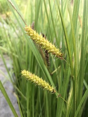 Carex vesicaria