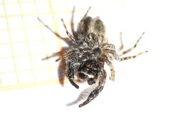 Pseudicius encarpatus