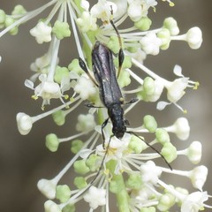 Callimoxys fuscipennis