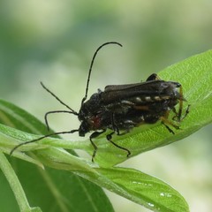 Callimoxys fuscipennis