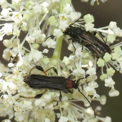 Callimoxys fuscipennis