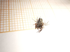 Pseudicius encarpatus