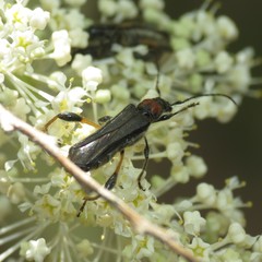 Callimoxys fuscipennis