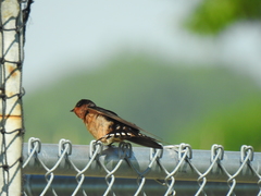 Hirundo rustica