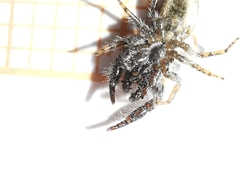 Pseudicius encarpatus