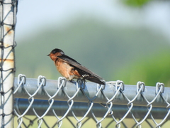 Hirundo rustica