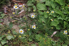 Tripleurospermum inodorum