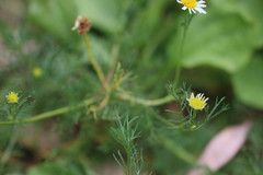 Tripleurospermum inodorum