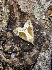 Hypena crassalis