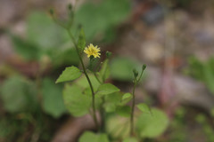 Lapsana communis