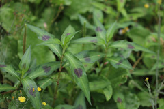 Persicaria maculosa