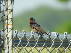 Hirundo rustica