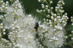 Andrena crataegi