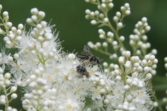 Andrena crataegi