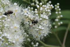 Andrena crataegi