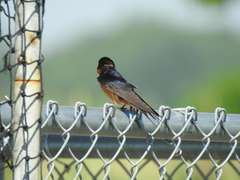 Hirundo rustica