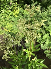 Filipendula ulmaria