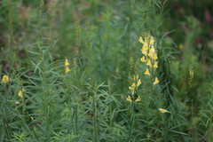 Linaria vulgaris