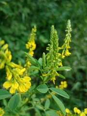Melilotus officinalis
