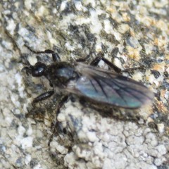 Bibio albipennis