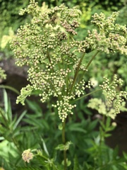 Filipendula ulmaria
