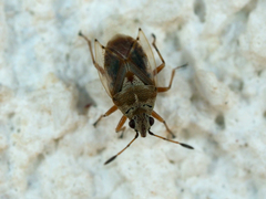 Kleidocerys ericae