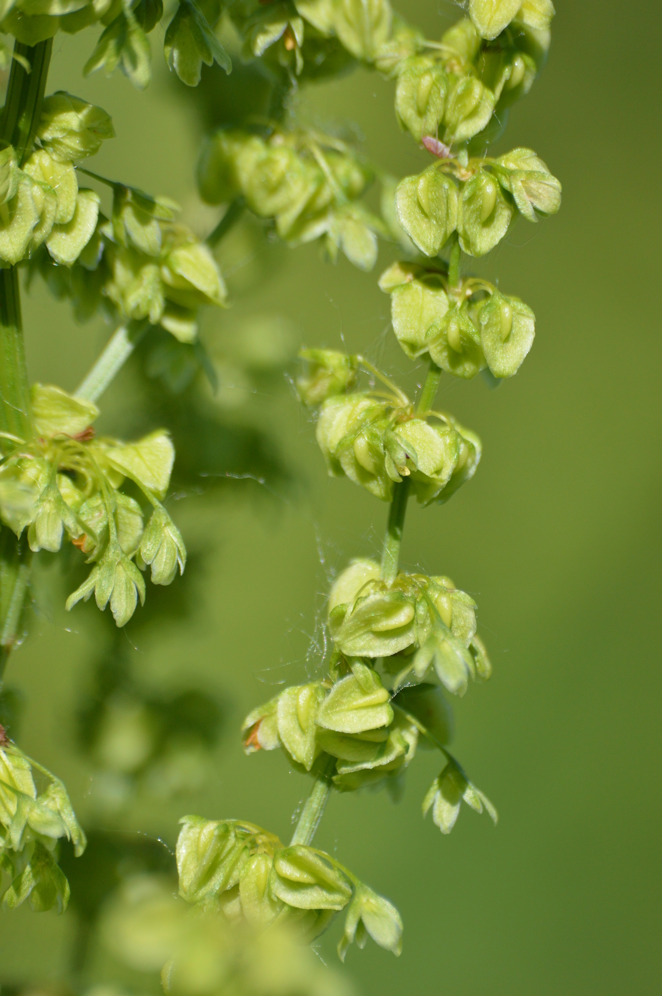 Rumex altissimus