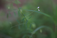 Vicia tetrasperma