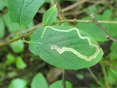 Aulagromyza hendeliana