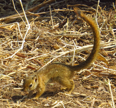 Paraxerus ochraceus