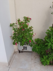 Mirabilis jalapa