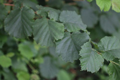 Corylus avellana
