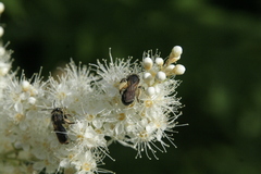 Andrena crataegi